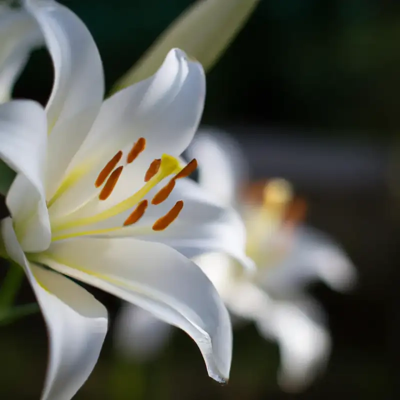 Hoa bách hợp Full HD nổi bật vẻ thuần khiết