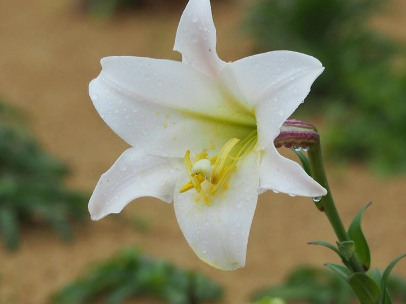 Hoa bách hợp khoe vẻ tinh khôi đầy cuốn hút