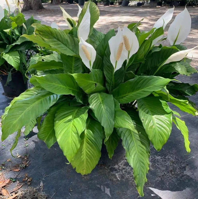 Vẻ đẹp thanh lịch của hoa bạch môn đẹp