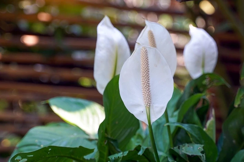 Tìm hiểu ý nghĩa của hoa bạch môn ý nghĩa