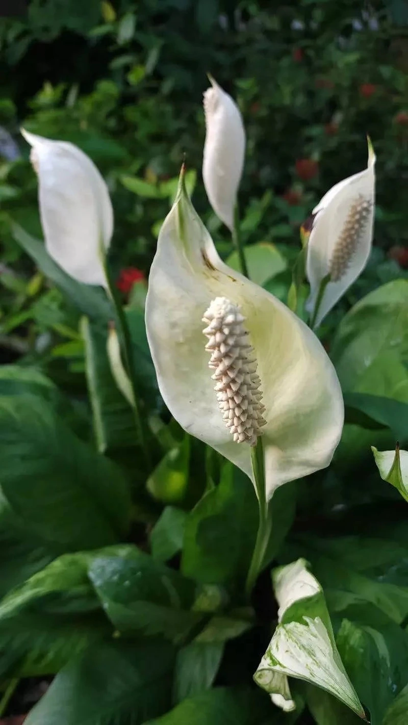 Ngắm sắc trắng tinh tế của hoa bạch môn màu trắng