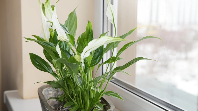 Lựa chọn sắc hoa từ hoa bạch môn chất lượng