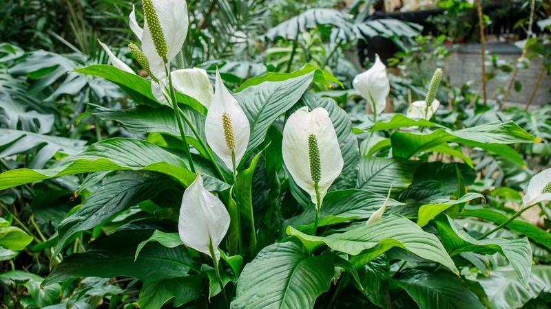 Không gian dịu mắt cùng hoa bạch môn background