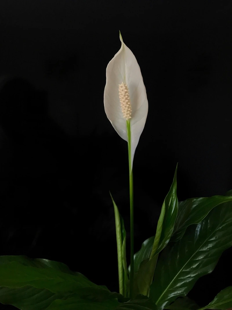 Bắt trọn vẻ đẹp qua ảnh đẹp hoa bạch môn