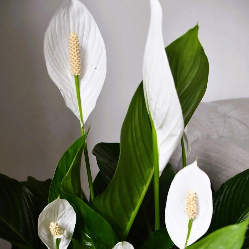 Góc thư giãn nhẹ nhàng với hoa bạch môn thanh lịch