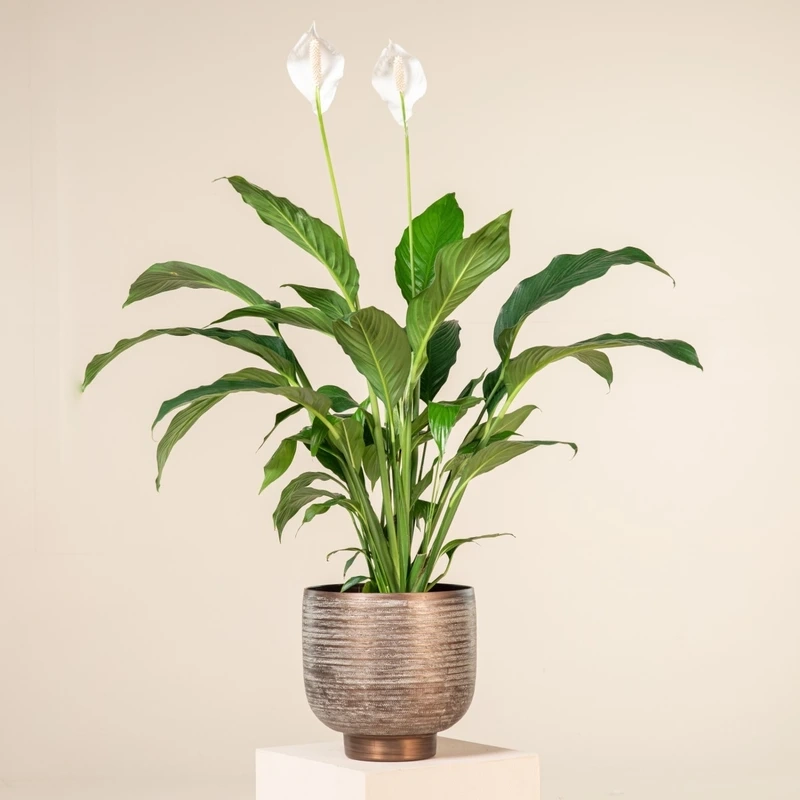 Chiêm ngưỡng chi tiết nổi bật của hoa bạch môn 4k