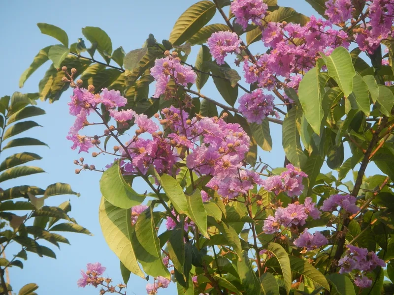 Chiêm ngưỡng hoa bằng lăng tím đẹp mộng mơ