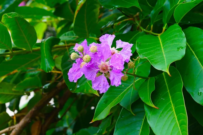 Hoa bằng lăng tím vẽ tay tinh tế nghệ thuật