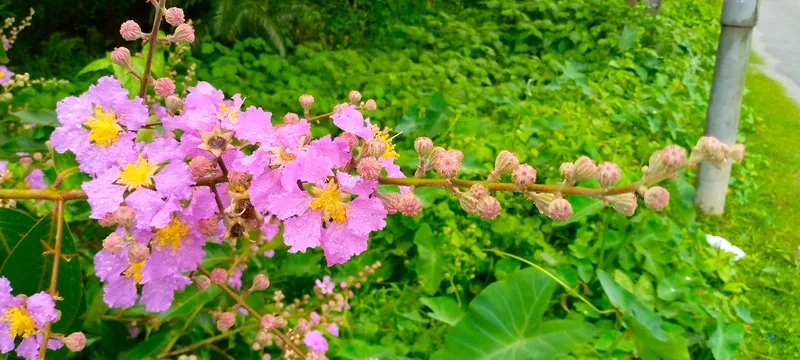 Ý tưởng hình xăm hoa bằng lăng tím độc đáo