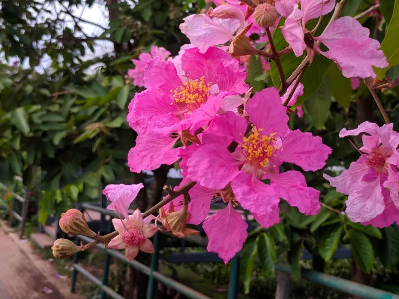 Giới thiệu về hoa Bằng Lăng Tím mùa hè