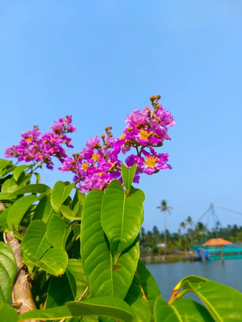 Vẻ đẹp hoa bằng lăng tím trắng đen huyền bí