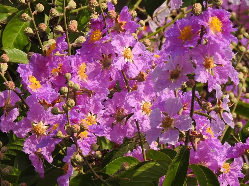 Tải ảnh hoa bằng lăng tím miễn phí về máy