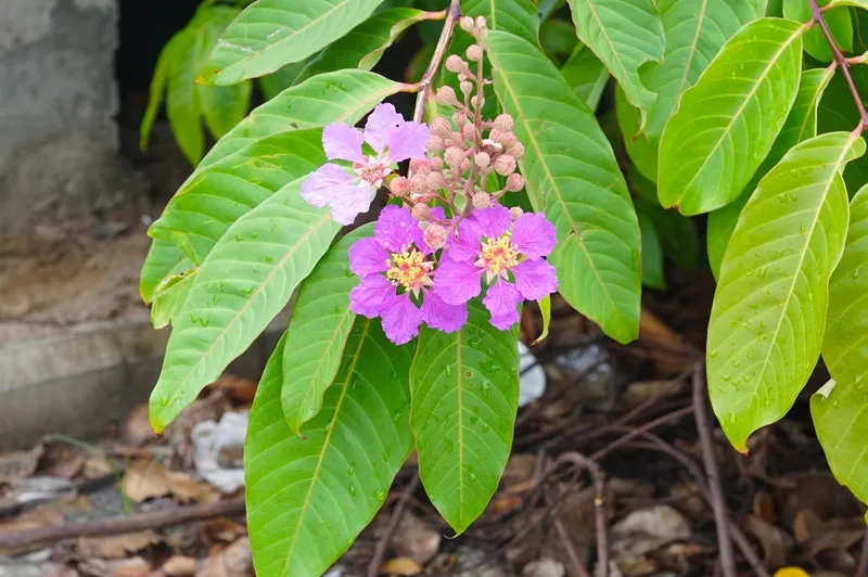 Khám phá bộ sưu tập hoa bằng lăng tím