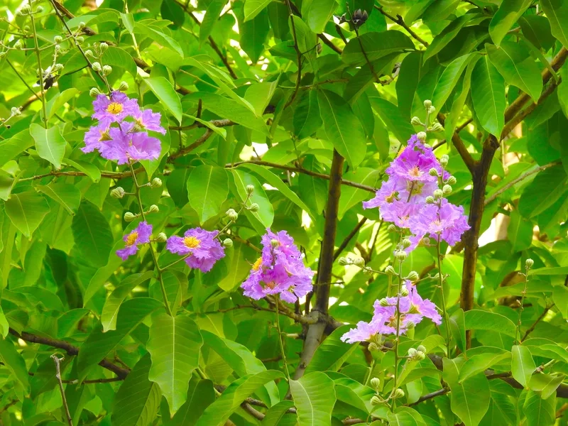 Đừng bỏ lỡ kho hoa bằng lăng tím đẹp