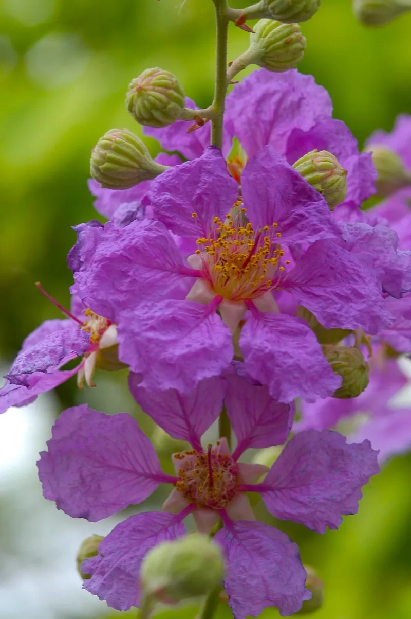 Cùng nhau xem hoa bằng lăng tím nở rộ