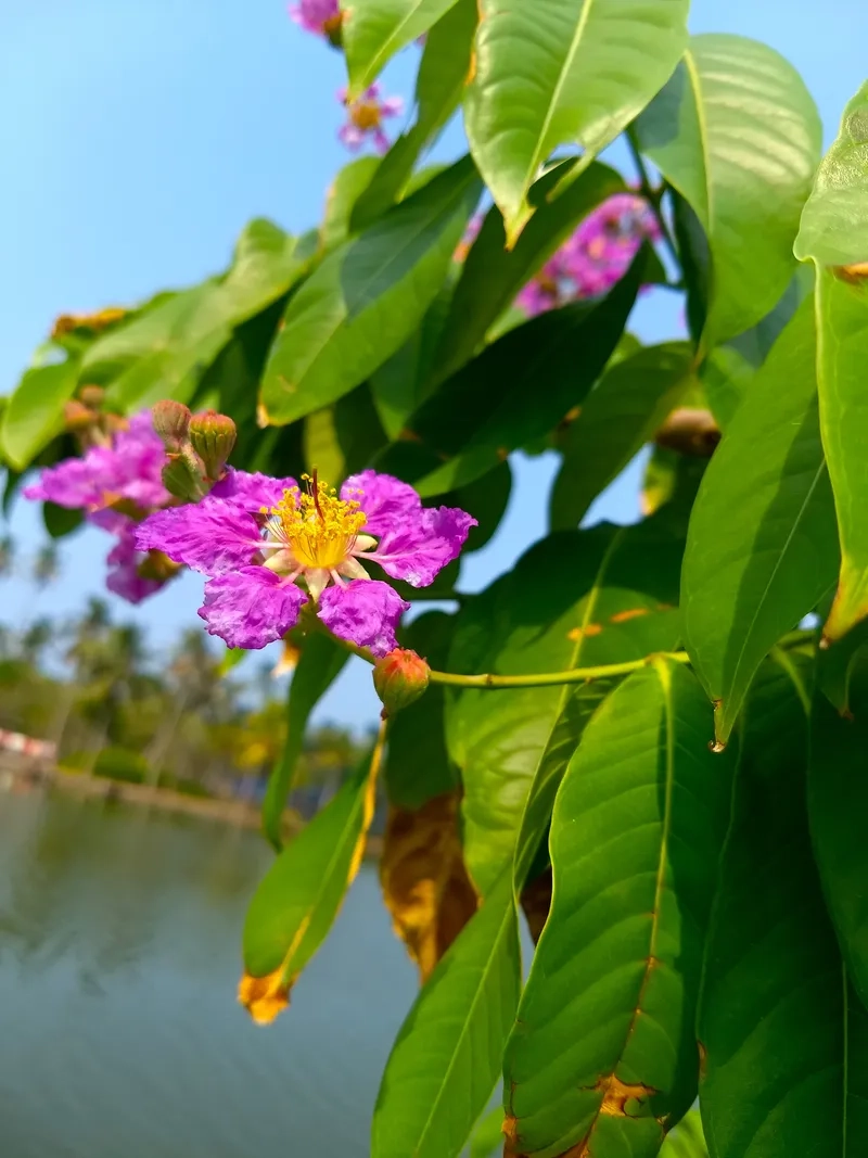 Lựa chọn mẫu hoa bằng lăng tím yêu thích