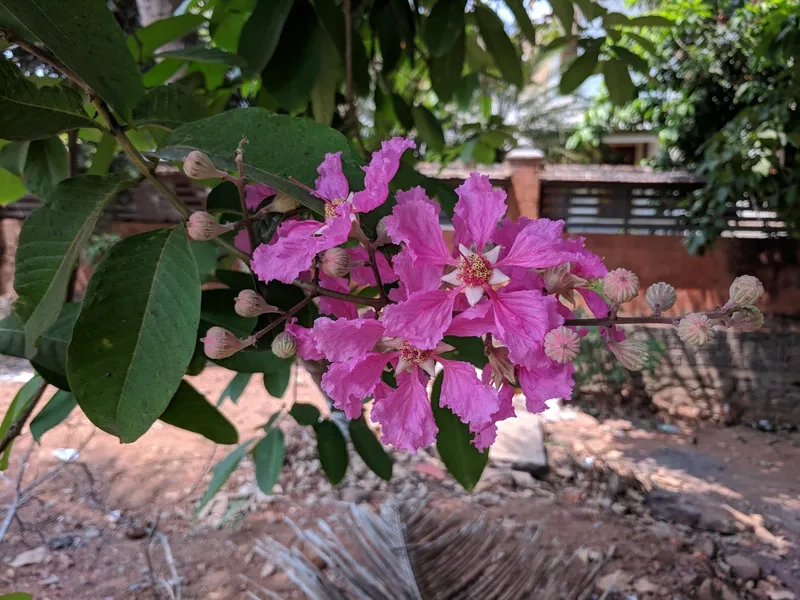 Ảnh hoa bằng lăng tím nghệ thuật đầy cuốn hút