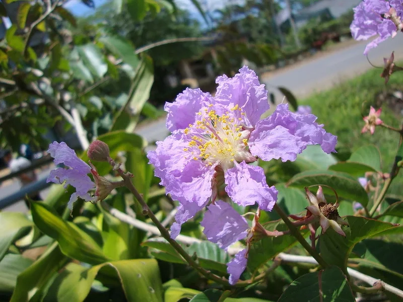 Sắc nét hoa bằng lăng tím đen trắng tối giản