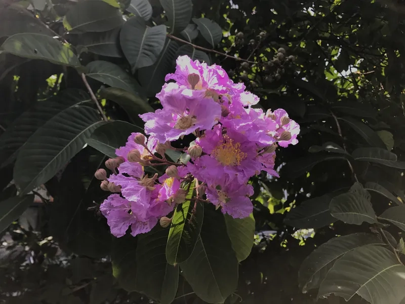 Hoa bằng lăng tím buồn nỗi nhớ chia ly