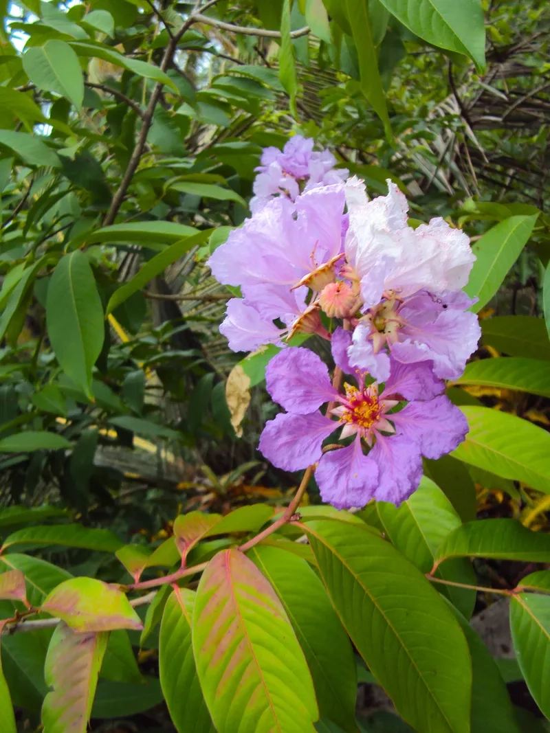 Sưu tầm ảnh hoa bằng lăng tím HD chất lượng cao