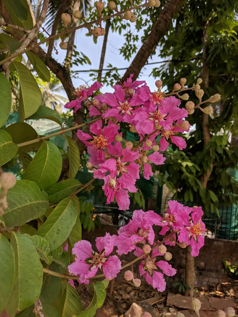 Hoa bằng lăng tím 4K siêu rõ nét làm nền