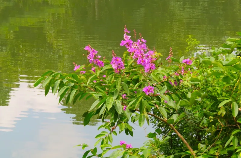 Tải hình nền hoa bằng lăng tím máy tính mới