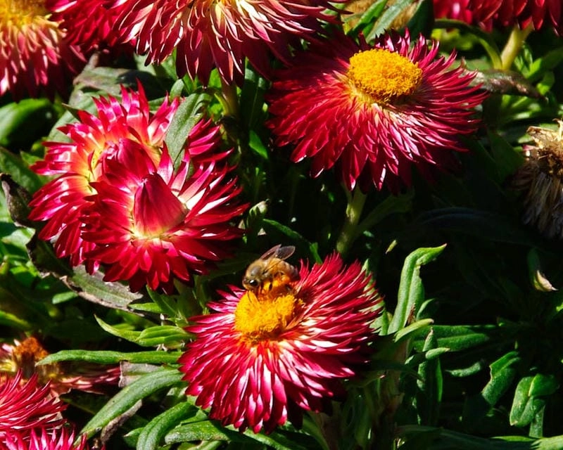 Ý nghĩa hoa bất tử tượng trưng cho tình yêu vĩnh cửu