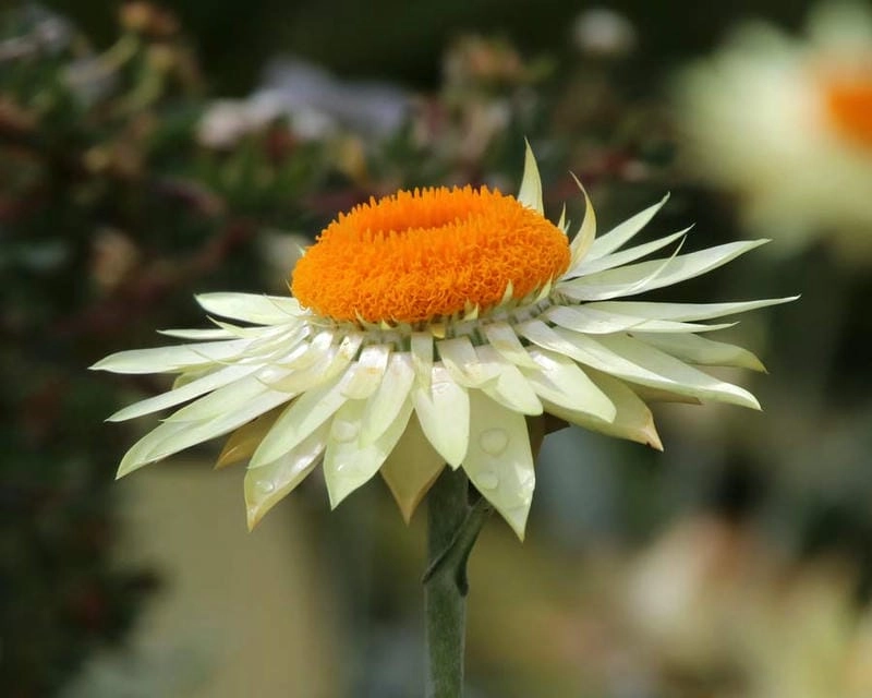 Ảnh hoa bất tử sắc nét tỏa vẻ đẹp trường tồn mãi