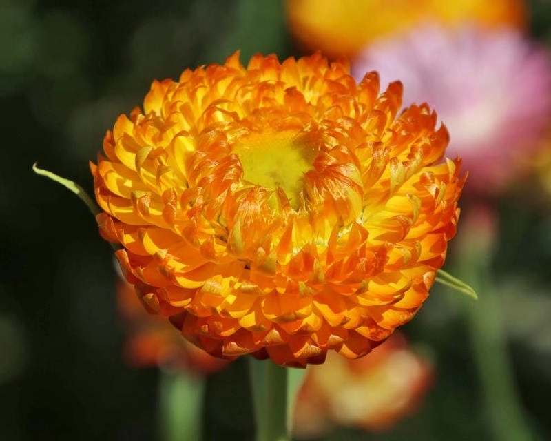 Hình ảnh hoa bất tử tinh tế đầy sức sống tự nhiên