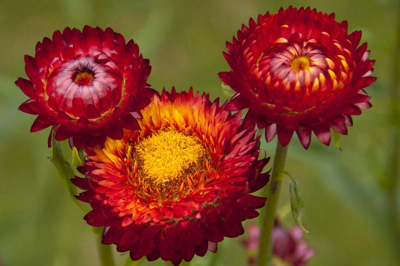 Hoa bất tử hiếm quý khiến trái tim rung động dịu dàng