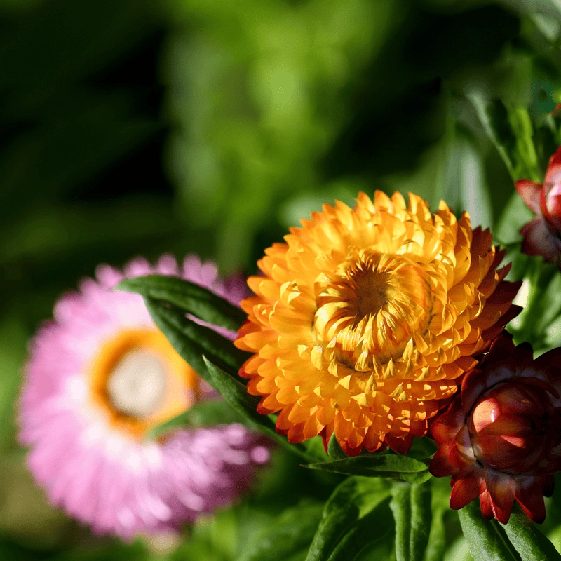 Hoa bất tử mới nhất tươi sáng theo xu hướng hiện nay