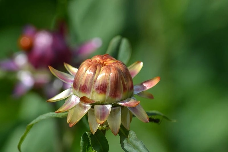 Hoa bất tử thẩm mỹ hài hòa đẹp mắt từng đường nét