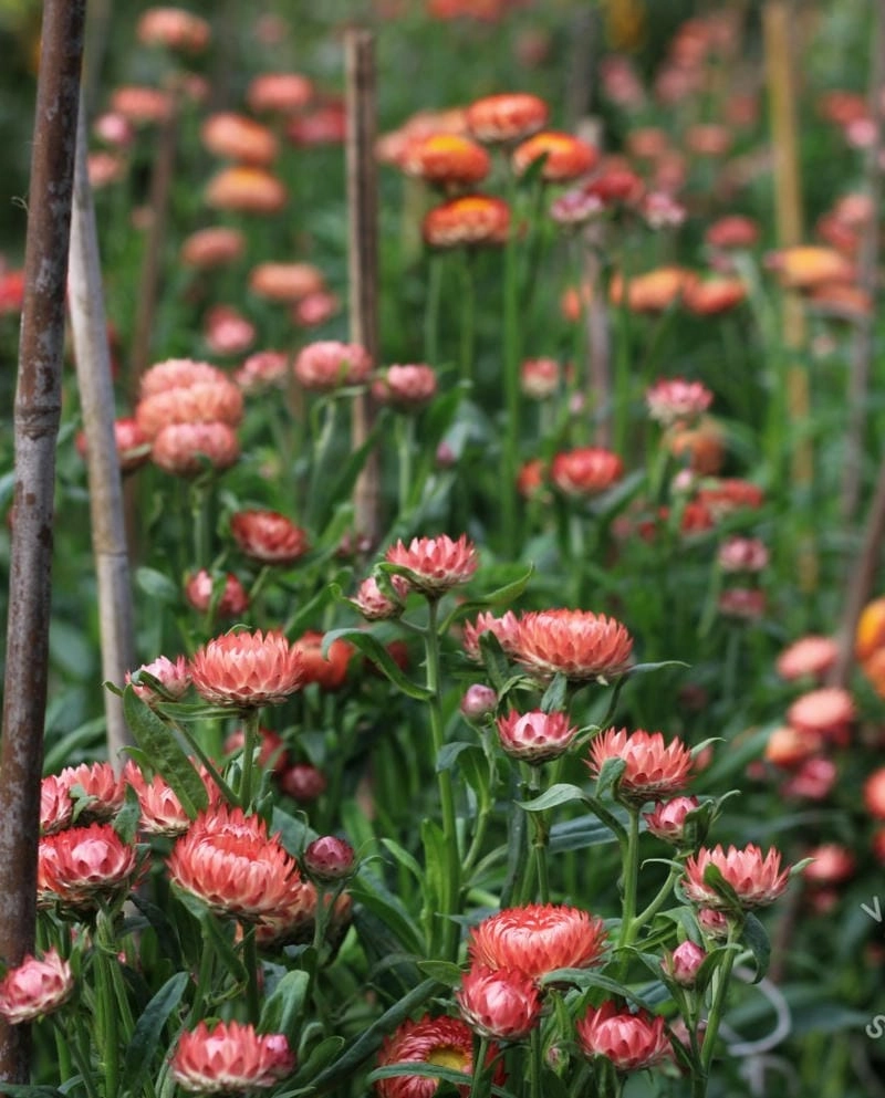 Hoa bất tử rực rỡ nổi bật giữa nắng mai lung linh