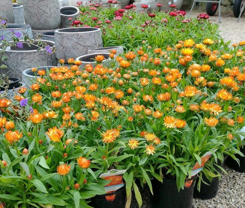 Hoa bất tử nghệ thuật mang vẻ đẹp tinh khôi dịu dàng