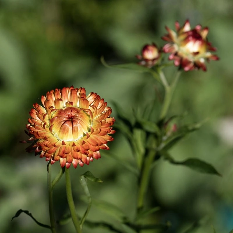 Hoa bất tử trang trí làm bừng sáng không gian sống