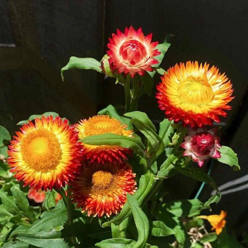 Hoa bất tử hình nền sống động tô điểm góc học tập