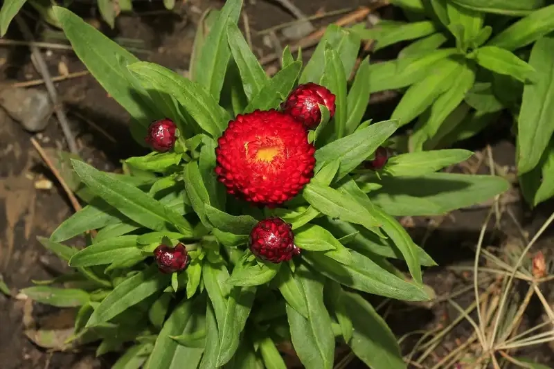 Hoa bất tử lãng mạn như nhịp thở của mùa xuân mới