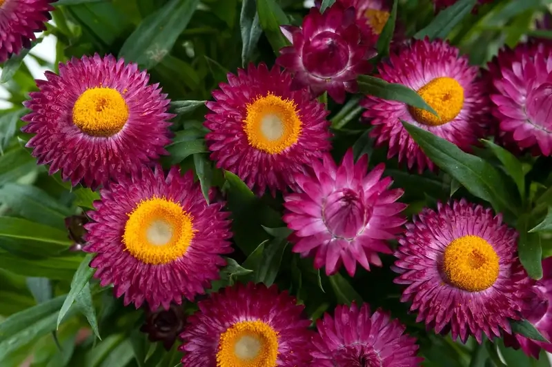 Hoa bất tử phong cách sang trọng tinh tế từng chi tiết