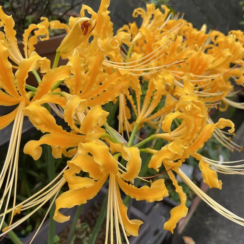 Chiêm ngưỡng hình ảnh hoa bỉ ngạn tuyệt đẹp