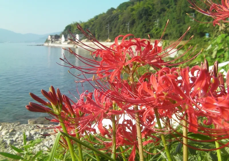 Vẻ đẹp quyến rũ của hoa bỉ ngạn đẹp