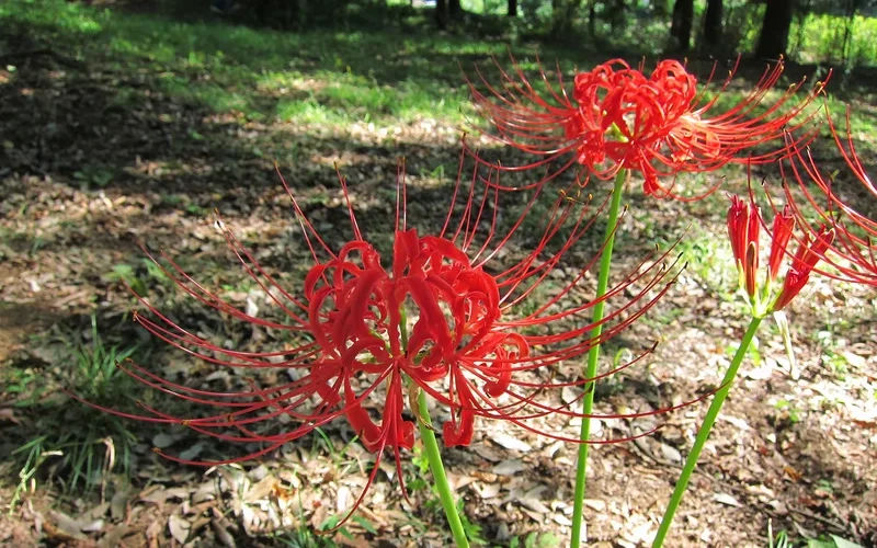 Khám phá bí ẩn của hoa bỉ ngạn bí ẩn