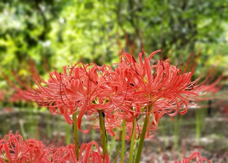 Tìm hiểu ý nghĩa sâu sắc hoa bỉ ngạn ý nghĩa