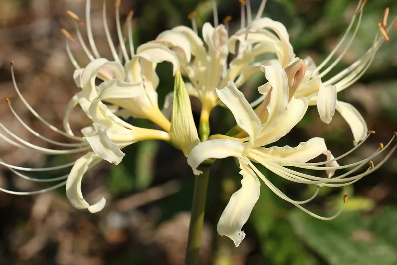 Huyền bí và mê hoặc cùng hoa bỉ ngạn huyền bí