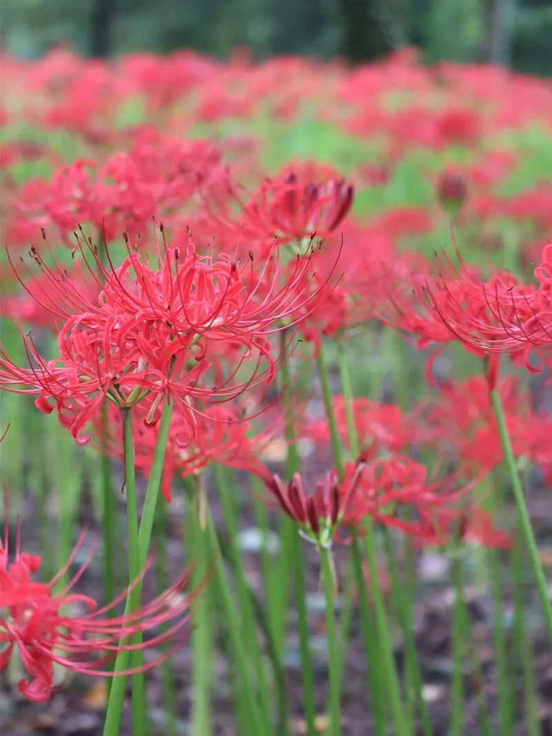 Sang trọng và quý phái với hoa bỉ ngạn cao cấp