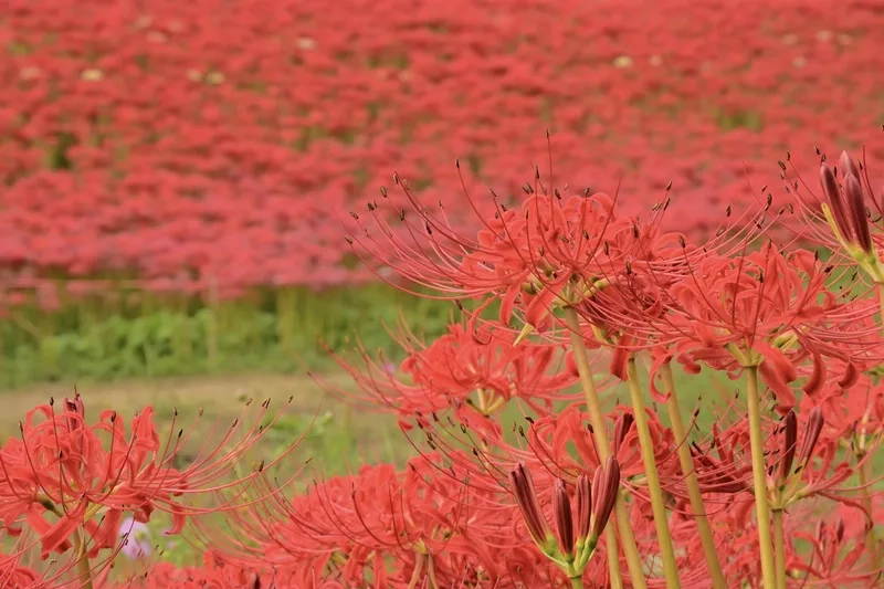 Biểu tượng tinh tế trong hoa bỉ ngạn tượng trưng