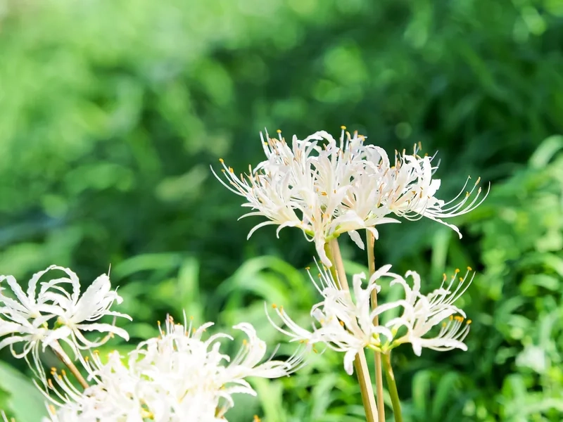 Biểu tượng ý nghĩa trong hoa bỉ ngạn biểu tượng