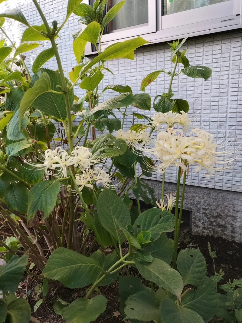 Tinh tế và sang trọng cùng hoa bỉ ngạn tinh tế