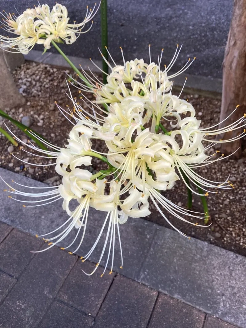 Vẻ đẹp Nhật Bản tuyệt mỹ của hoa bỉ ngạn Nhật Bản