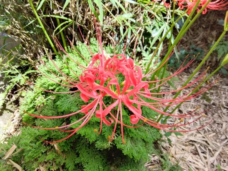 Huyền thoại kỳ bí cùng hoa bỉ ngạn huyền thoại