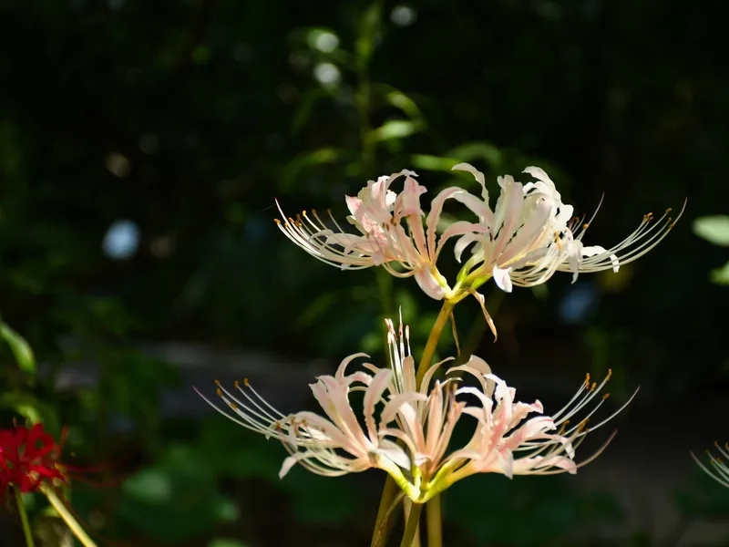 Hoa bỉ ngạn có ý nghĩa gì làm trái tim rung động